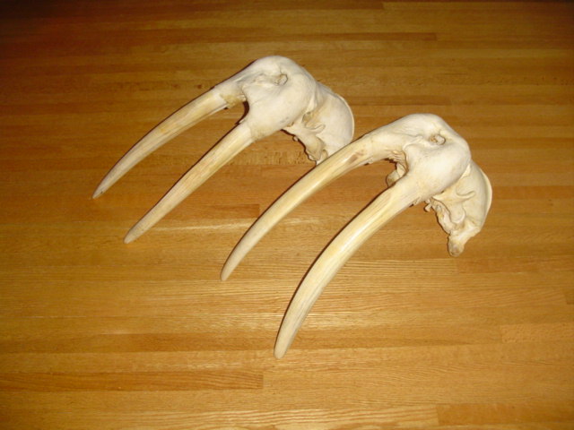 Résultat de recherche d'images pour "walrus tusk"